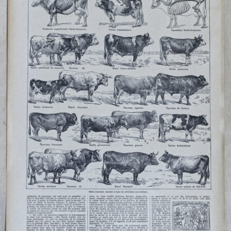 races bovines Adolphe Millot