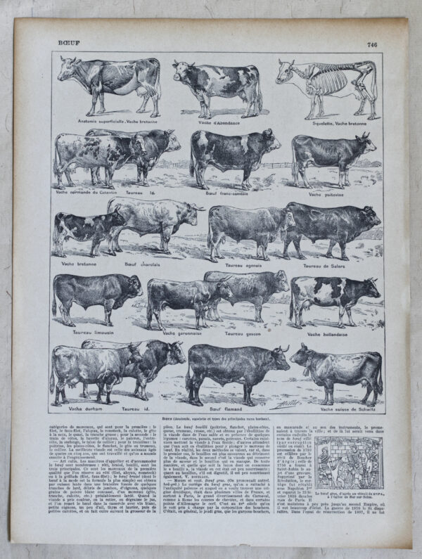 races bovines Adolphe Millot