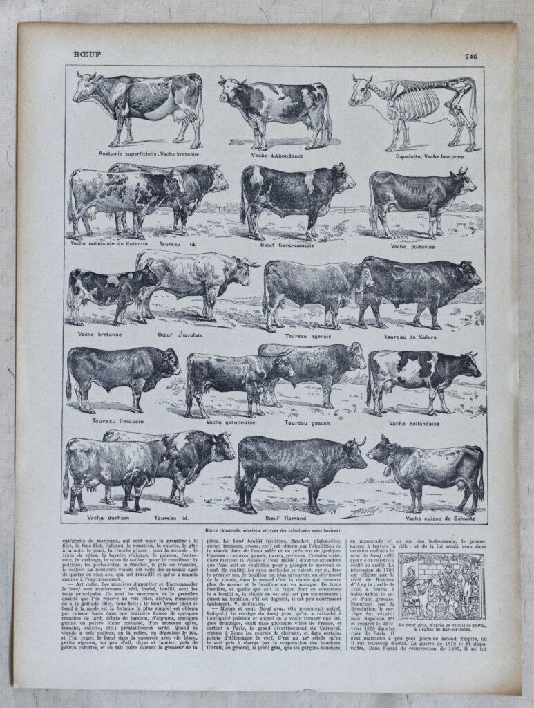 races bovines Adolphe Millot