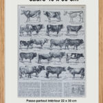 races bovines Adolphe Millot