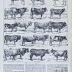 races bovines Adolphe Millot