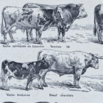 races bovines Adolphe Millot
