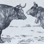 races bovines Adolphe Millot