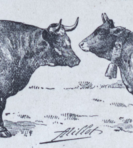races bovines Adolphe Millot