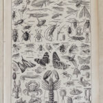 Planche originale de 1928 "Les Arthropodes",