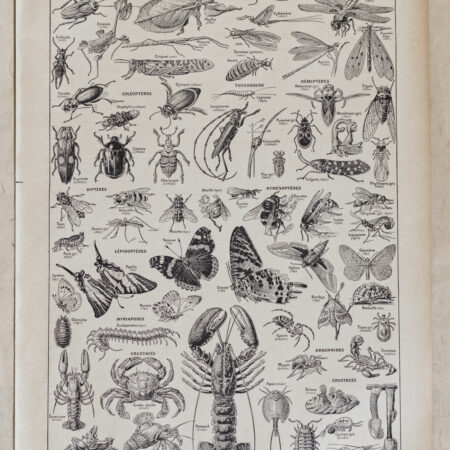 Planche originale de 1928 "Les Arthropodes",