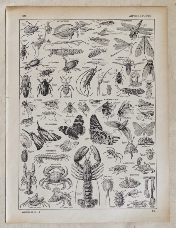 Planche originale de 1928 "Les Arthropodes",