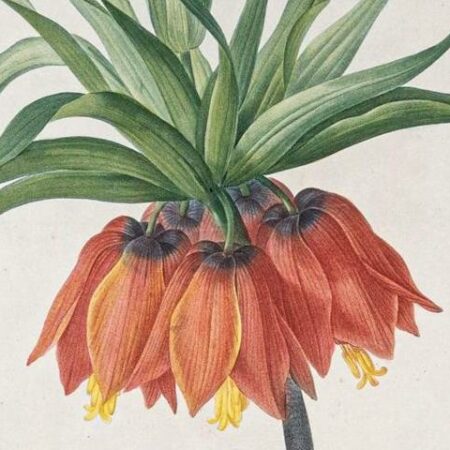 Plantes