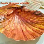 coquille Saint-Jacques déco