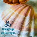 coquille Saint-Jacques déco