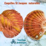 coquille Saint-Jacques déco