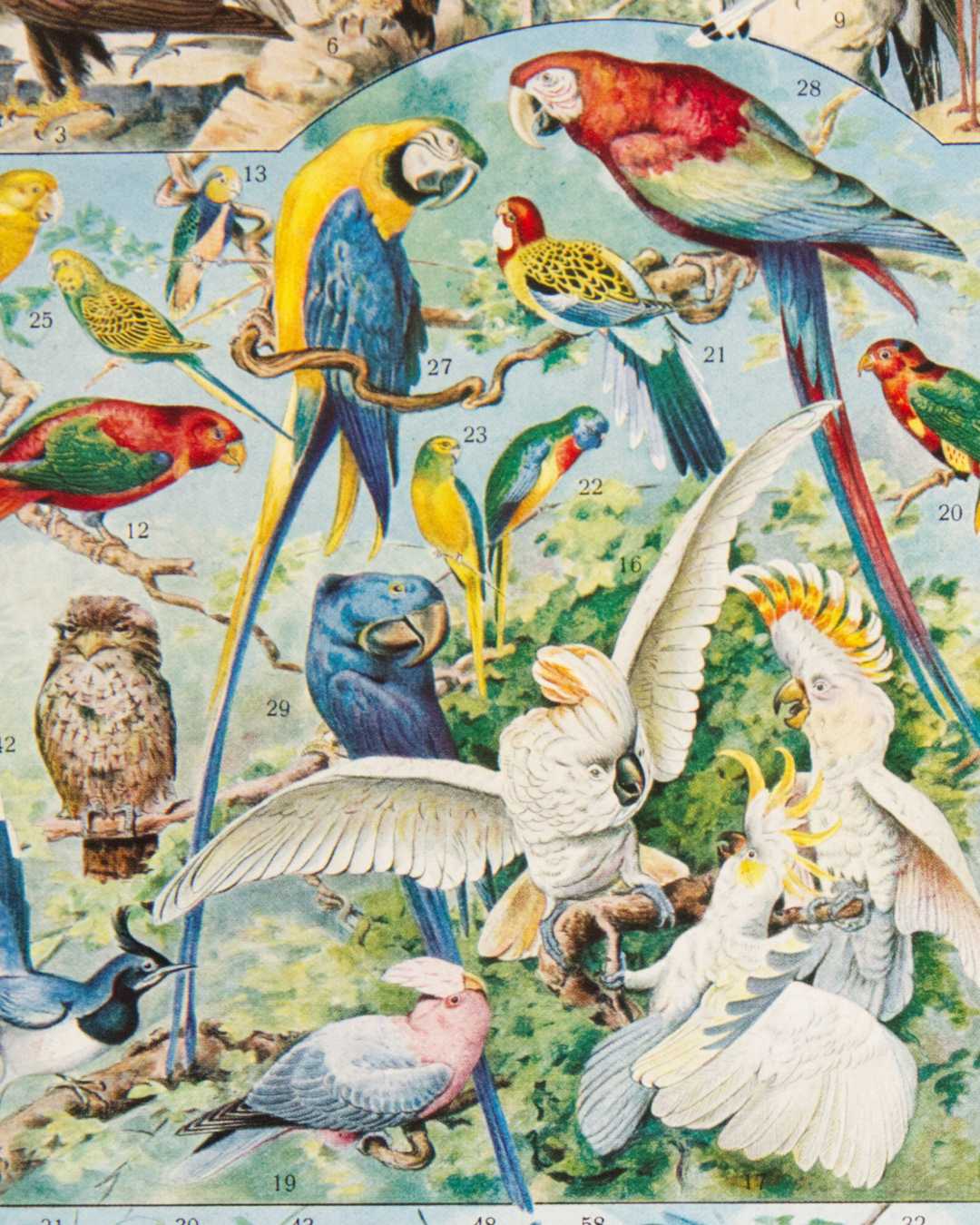 Ara, cacatoès, condor : quand les encyclopédies de 1932 illustraient les oiseaux du monde avec une précision stupéfiante