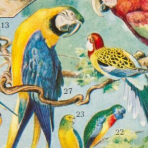 Oiseaux