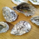 huitre naturelle poissons