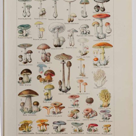 Planche botanique d’époque "Champignons vénéneux et leurs similaires comestibles" de 1924
