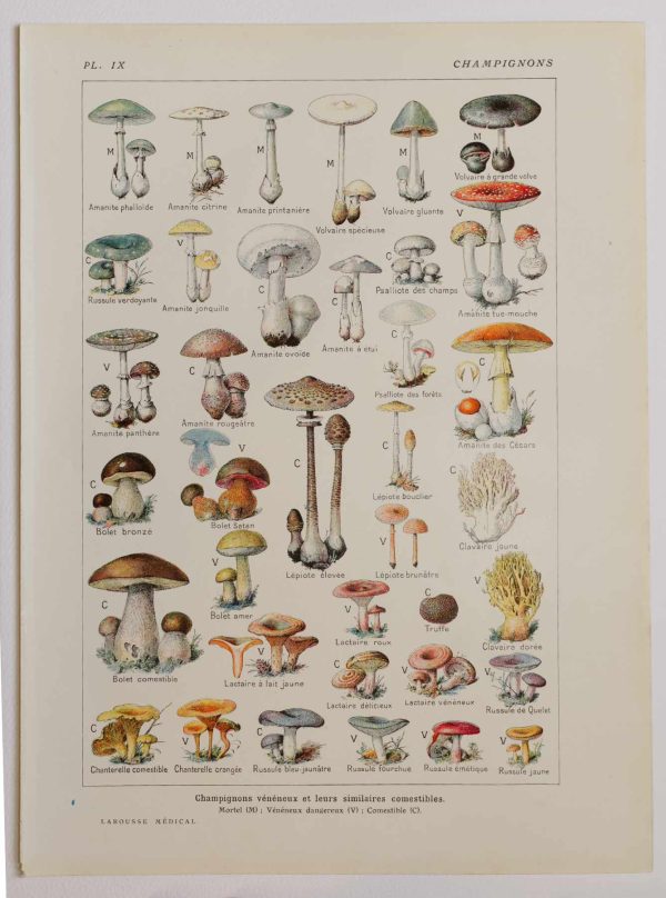 Planche botanique d’époque "Champignons vénéneux et leurs similaires comestibles" de 1924