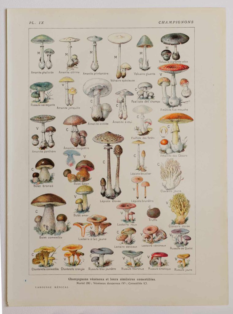 Champignons vénéneux et leurs similaires comestibles, planche de 1924