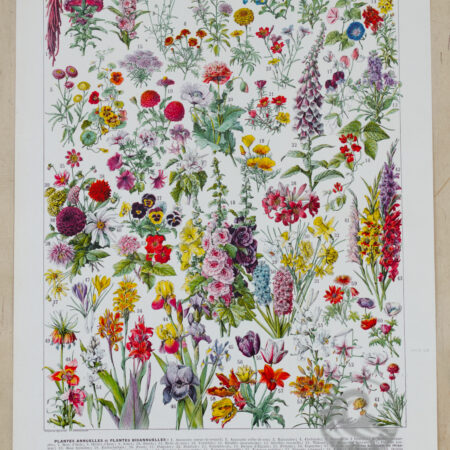 Planche recto-verso originale "Fleurs n°1 : Plantes Vivaces et Fleurs Annuelles", Larousse du XXe Siècle, 1930