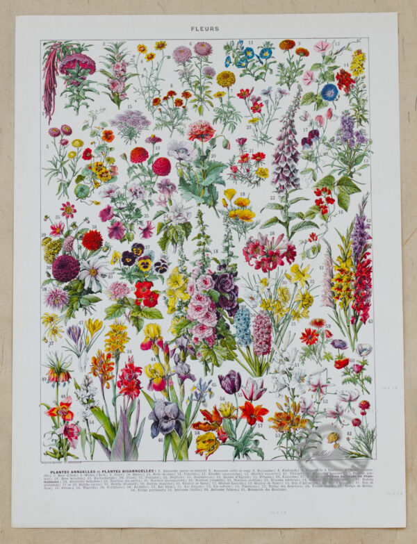 Planche recto-verso originale "Fleurs n°1 : Plantes Vivaces et Fleurs Annuelles", Larousse du XXe Siècle, 1930