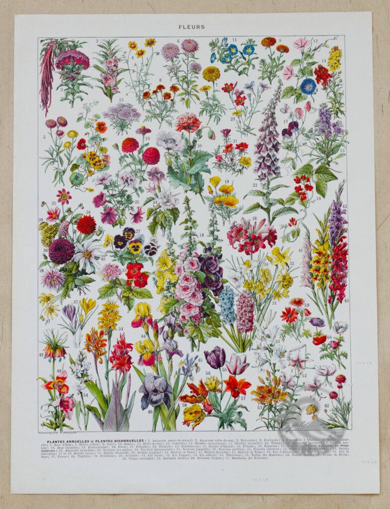 Fleurs n°1 : Plantes Vivaces et Fleurs Annuelles, 1930