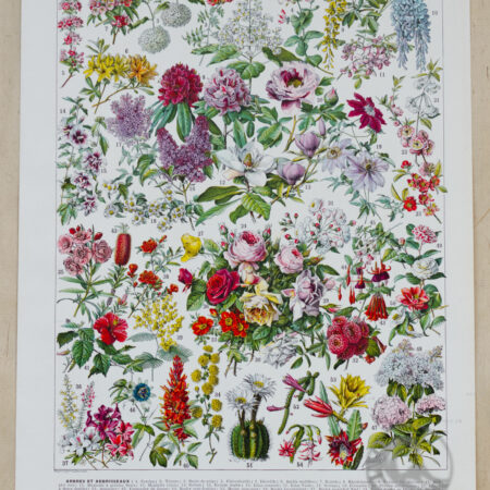 Planche recto-verso originale "Fleurs n°2 : Arbres et Arbrisseaux en Fleurs", Larousse 1930