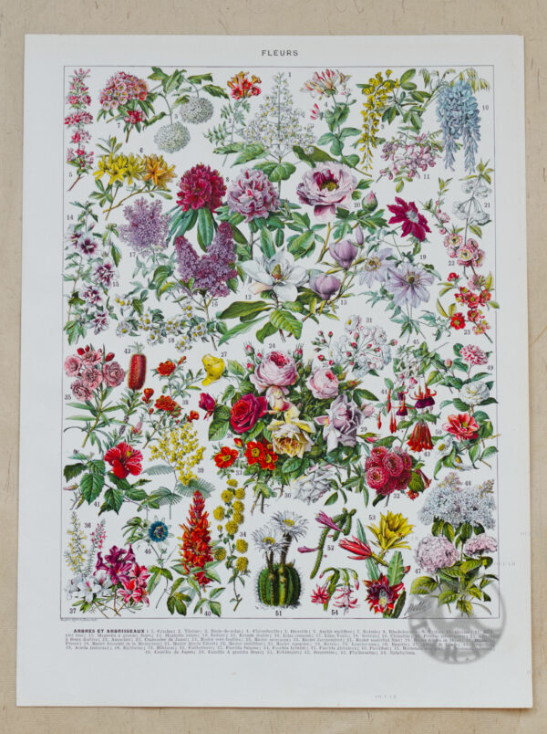 Planche recto-verso originale "Fleurs n°2 : Arbres et Arbrisseaux en Fleurs", Larousse 1930