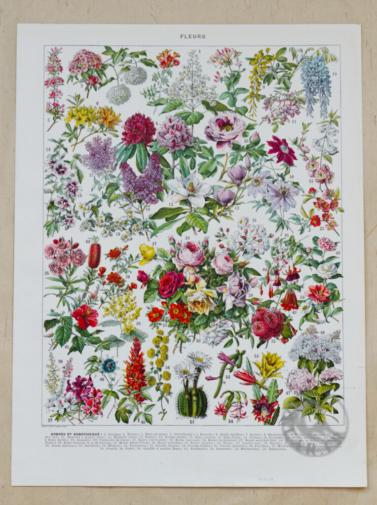 Fleurs n°2 : Arbres et Arbrisseaux en Fleurs? 1930