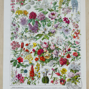 Fleurs n°2 : Arbres et Arbrisseaux en Fleurs? 1930