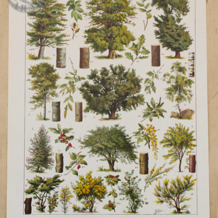 Planche recto-verso originale "Les arbres forestiers n°1", Larousse du XXe Siècle, 1930