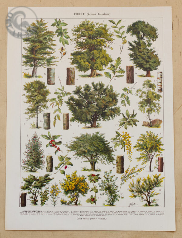 Planche recto-verso originale "Les arbres forestiers n°1", Larousse du XXe Siècle, 1930