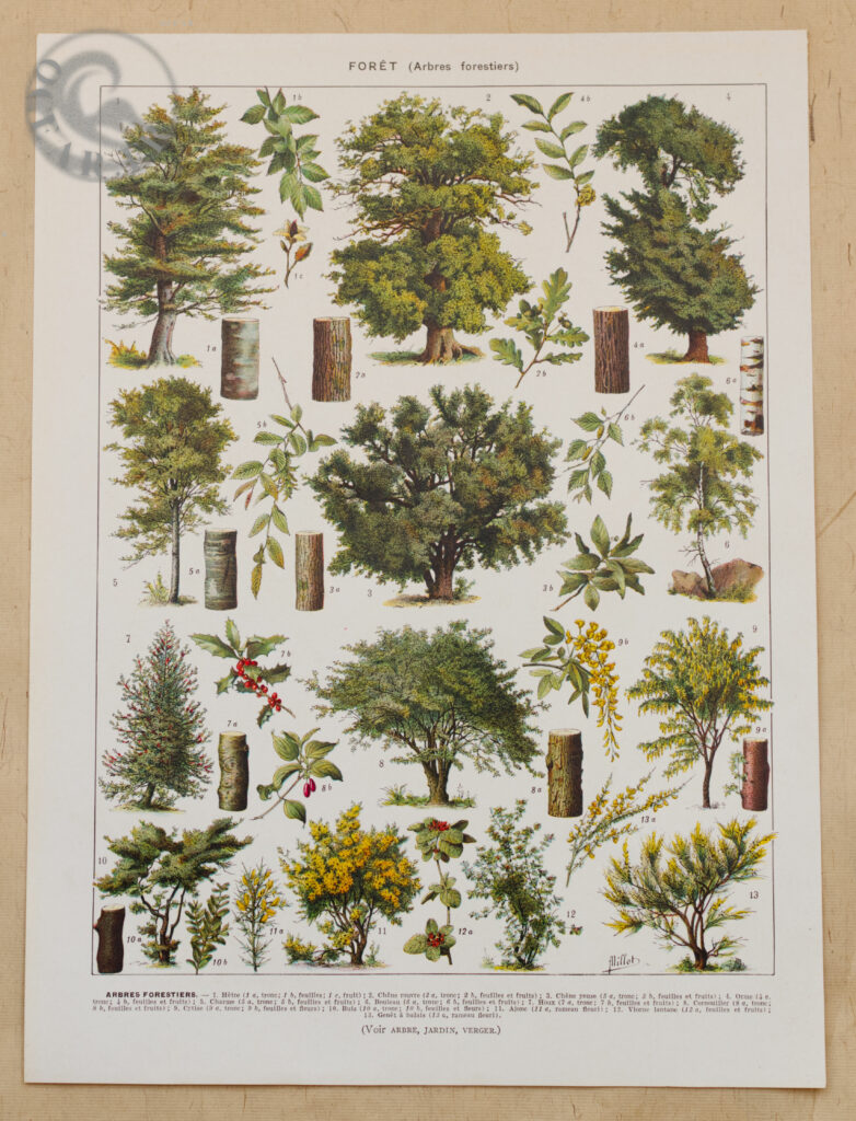 Les arbres forestiers n°1", 1930