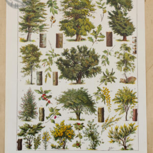 Les arbres forestiers n°1", 1930