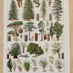 foret-arbres-resineux-millot