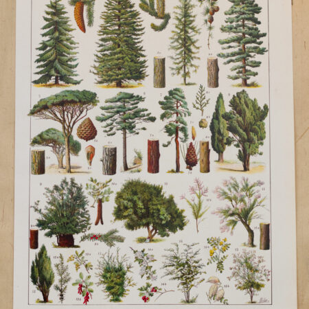 foret-arbres-resineux-millot