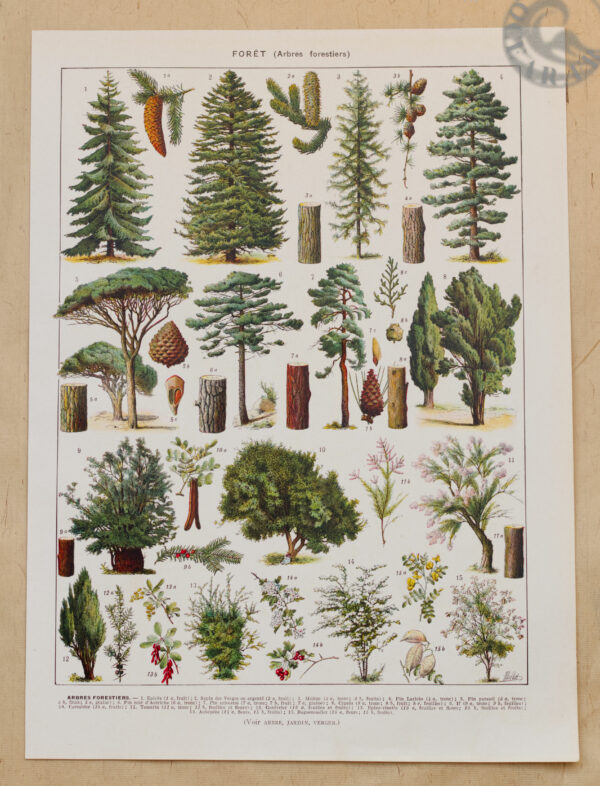 foret-arbres-resineux-millot