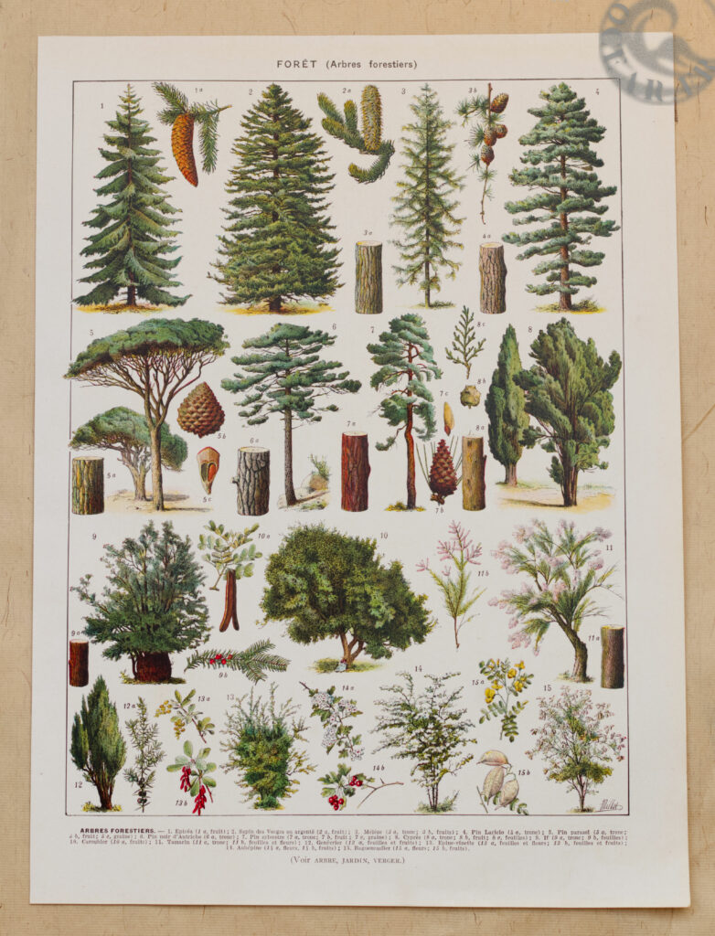 foret-arbres-resineux-millot