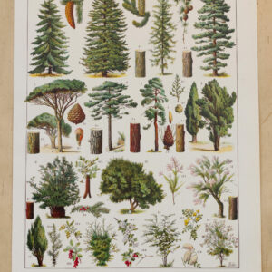 foret-arbres-resineux-millot