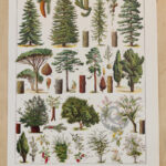foret-arbres-resineux-millot