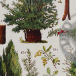 foret-arbres-resineux-millot