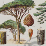 foret-arbres-resineux-millot