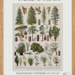 foret-arbres-resineux-millot