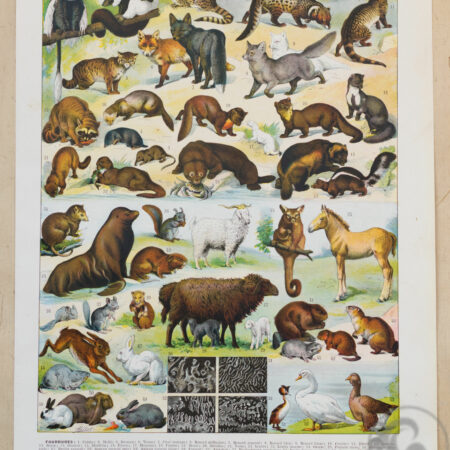 Planche recto-verso originale "Les Fourrures", Larousse du XXe Siècle, 1930