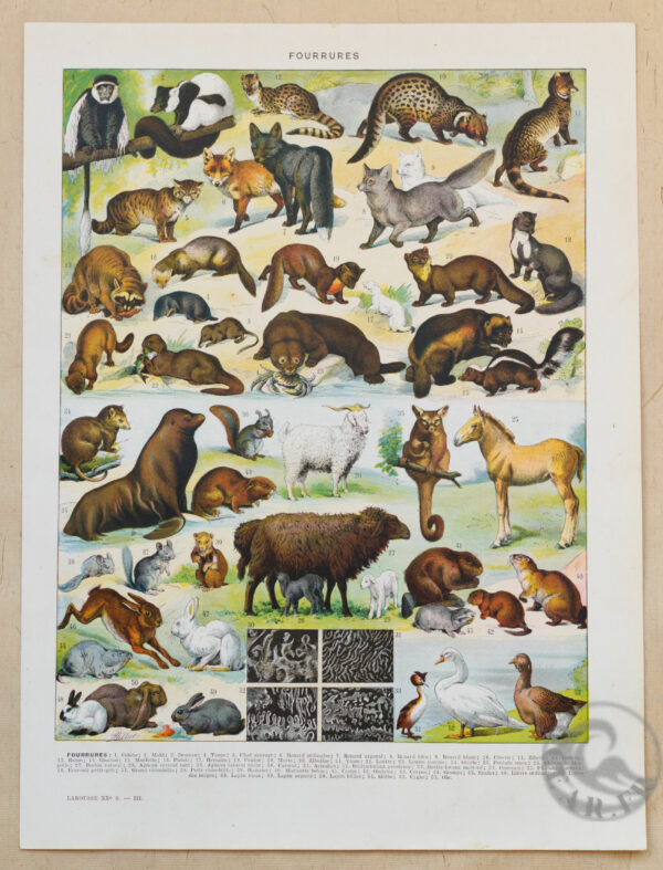 Planche recto-verso originale "Les Fourrures", Larousse du XXe Siècle, 1930