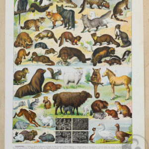 Planche recto-verso originale "Les Fourrures", 1930