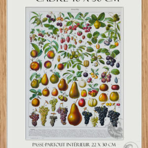 Planche recto-verso originale "Les Fruits du Monde", 1930