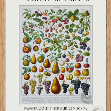 Planche recto-verso originale "Les Fruits du Monde", Larousse du XXe Siècle, 1930