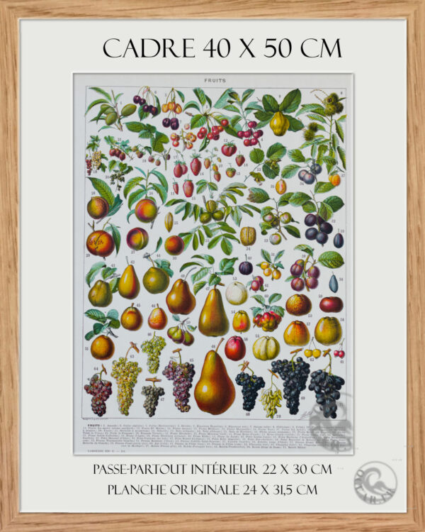Planche recto-verso originale "Les Fruits du Monde", Larousse du XXe Siècle, 1930