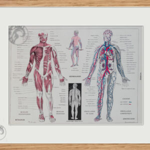 Planche recto-verso originale "Anatomie humaine", 1930