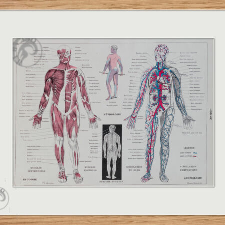 Planche recto-verso originale "Anatomie humaine", Larousse du XXe Siècle, 1930