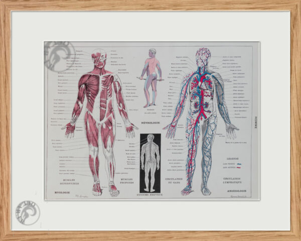 Planche recto-verso originale "Anatomie humaine", Larousse du XXe Siècle, 1930